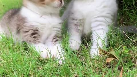 Cutest Cats Ever! Cute Funny Playful Beautiful Kitty Cats (Part 14) | #shorts #cats