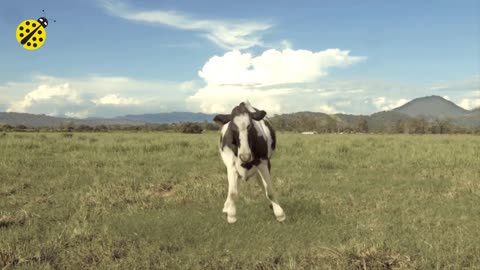 Funny cow dance || Cow song and cow videos