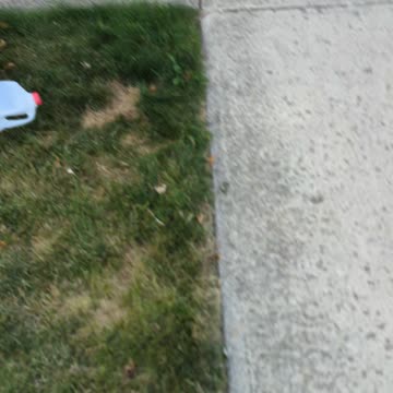 Cute Golden pup finds plastic milk jug