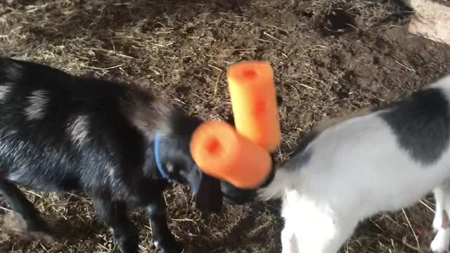 Hilarious Goat Walks About A Stable With Pool Noodles On Its Head