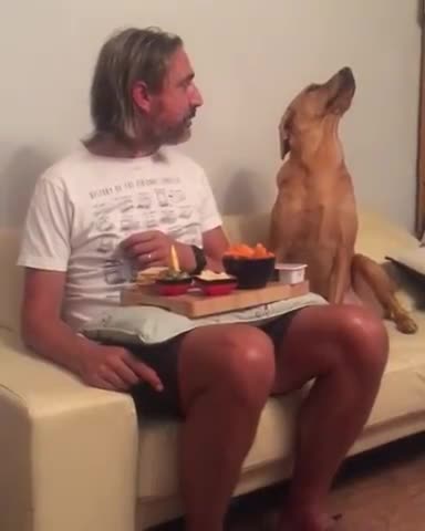 Dog looks at its owners Plate of Food and then looks away as he gets caught