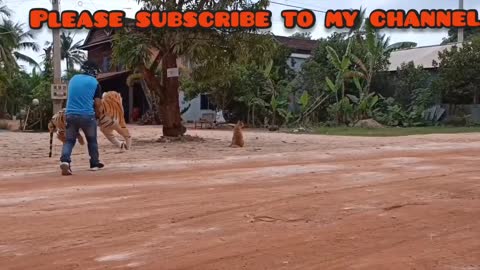 Tiger toy with dog prank