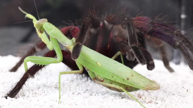 the battle of the spider and the tarantula