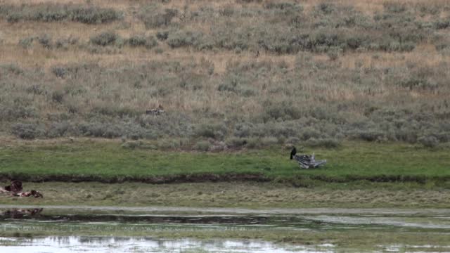 Grizzly vs. Wolves