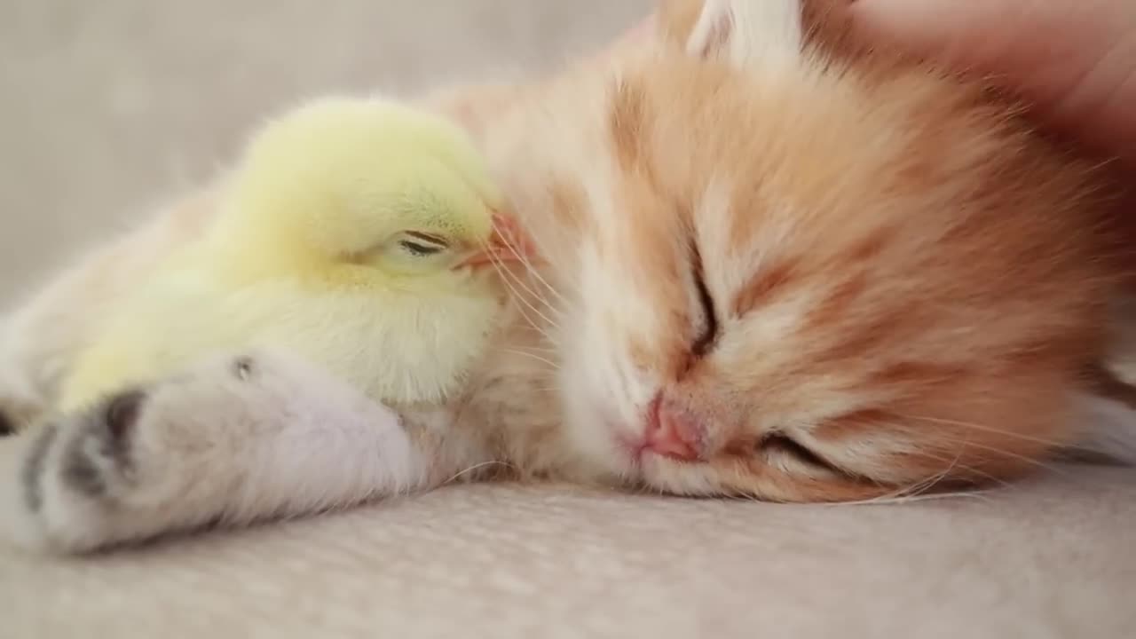 Kitten meets chick