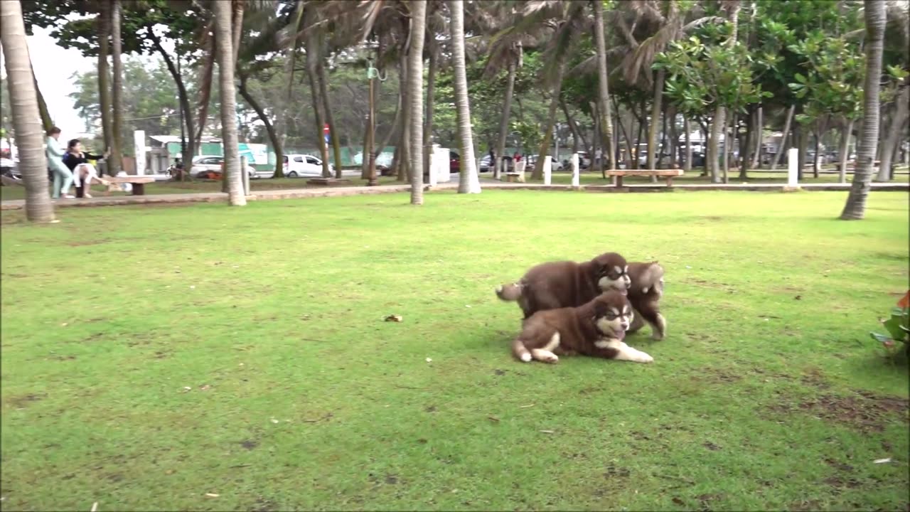 Five Cute 1.5 Months Old Alaska Puppies Playing On Vung Tau Park 3 - Viral Dog Puppy