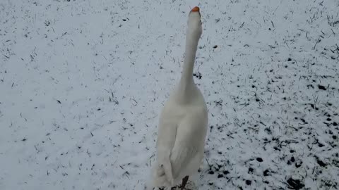 Swan puppy found a painting