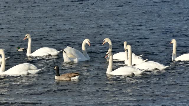 A Group Of Beautiful Swans