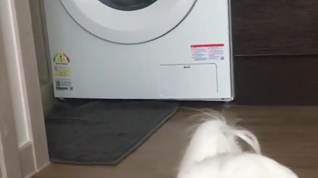 Dog and washing machine