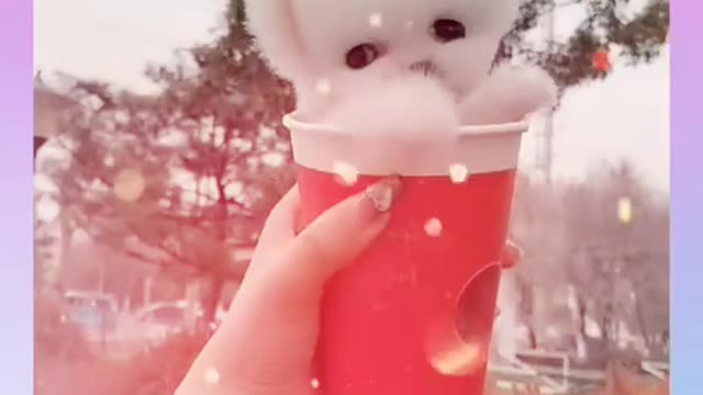 Puppy like so beautiful cute
