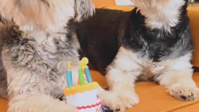 Happy birthday🎂 of dog #cutepets #youtube #cutedogs #like #subscribe.mp4