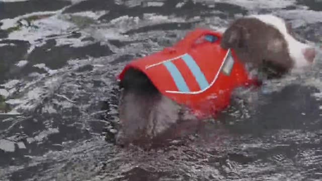 A Dog Swimming In The Pool