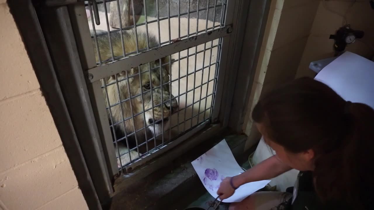 Potter Park Zoo, Lion "behind the scenes", picture painting