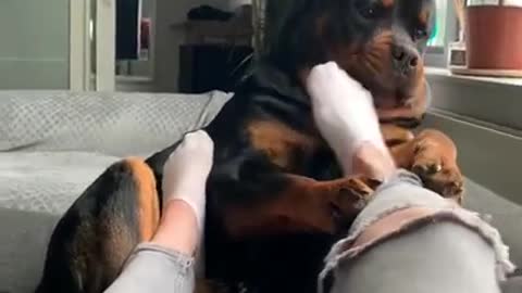 don't touch my mommy 😂😍 #rottweiler