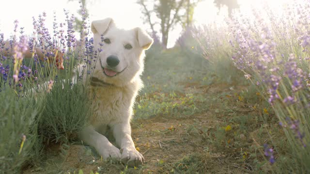 Cute dog video beautiful dog