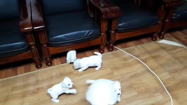 puppies chasing for milk