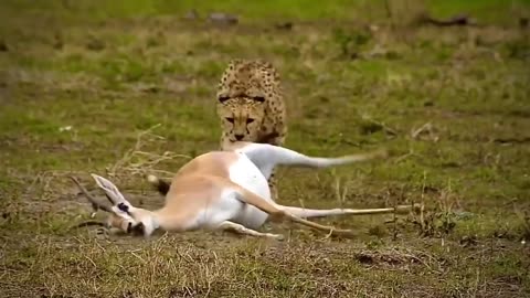 Cheetah mom Kills a pregnant Gazelle then An Egyptian Cobra pays a visit 🐍🐍🐍