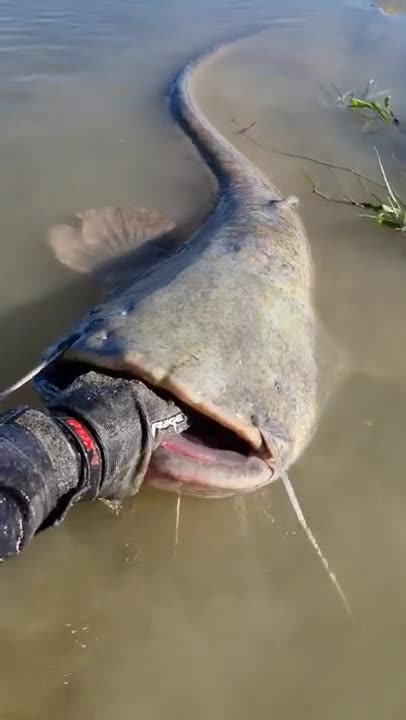 huge silhouette 🔥 our Catfish