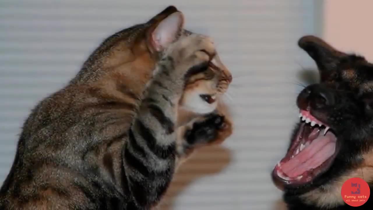 Funny Cats VS Dogs Compilation 2019