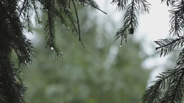 Relaxing Music of rain and birds