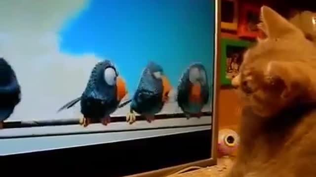 Funny dogs and cats How a kitten is watching a cartoon Funny jokes with cats1