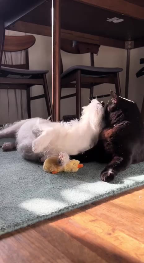 When you need a shoulder to lean on 😍