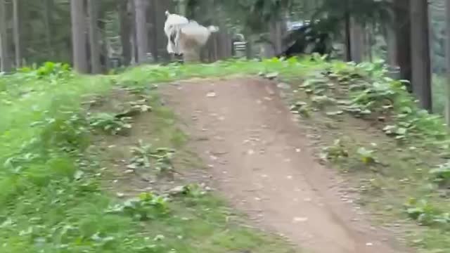 Bike training with dog
