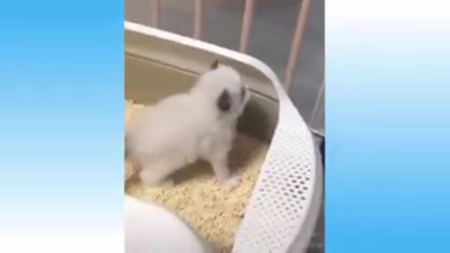 i love animals and you?