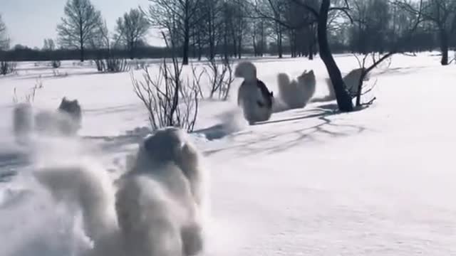 snow dogs