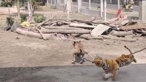 Fake Tiger Prank Dog Run So Funny Video Pranks Waw!