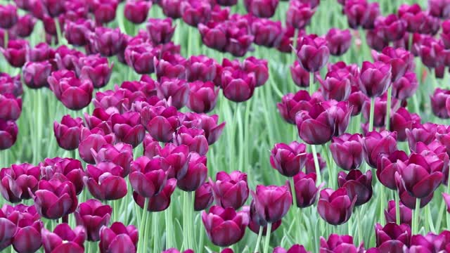 Tulips