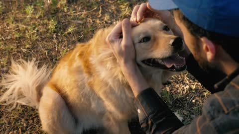 Dog being petted