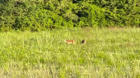 Beautiful morning and the deer family showed up!