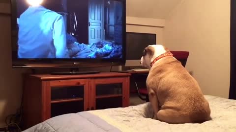 bulldog watch horor movie