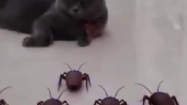 Cats and dogs too cute