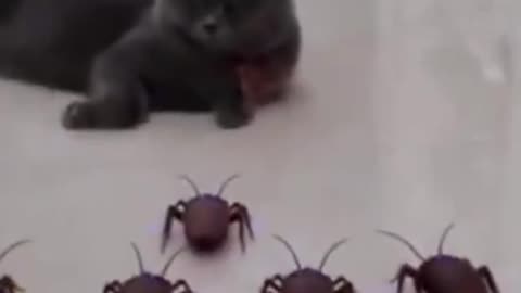 Cats and dogs too cute