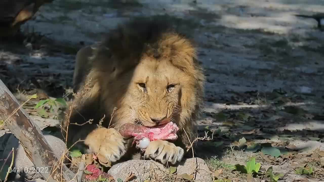 How calm is the lion while eating his food Jungle Safari