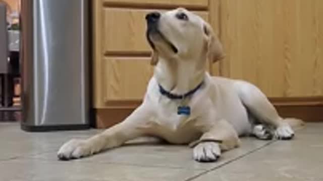 Labrador Dog Shows How Well Trained He is good