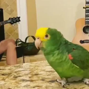 Rocker parrot!♾
