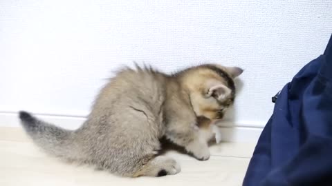 Kitten is playing with moving toys from ball to basket