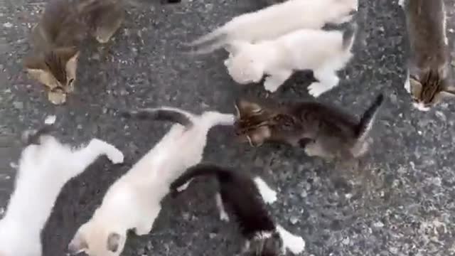 man stops to rescue kitten, gets ambushed by platoon 🤗