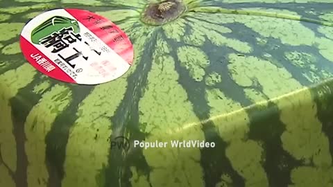 Watermelon production.