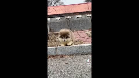 cute pets(dogs) falling