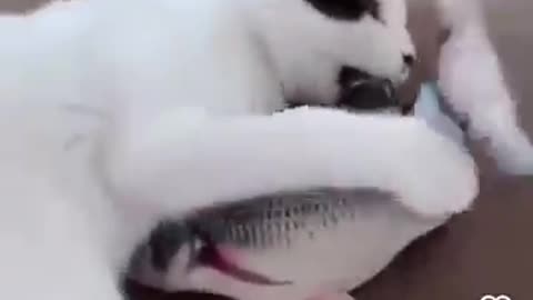 THE CAT GOES TO DINNER / O GATO VAI AO JANTAR