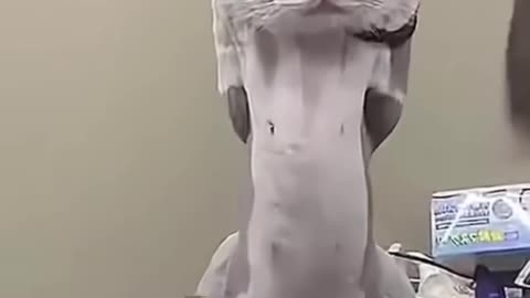 Laugh out I hearts short video