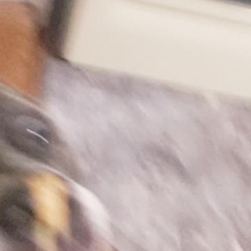 Xena trying to lick peanut butter off her nose