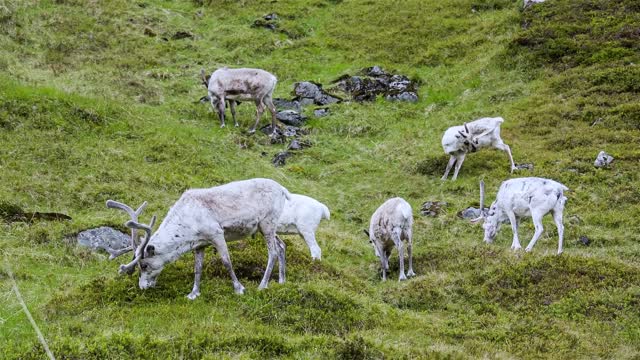 reindeer in the north of norway nordkapp