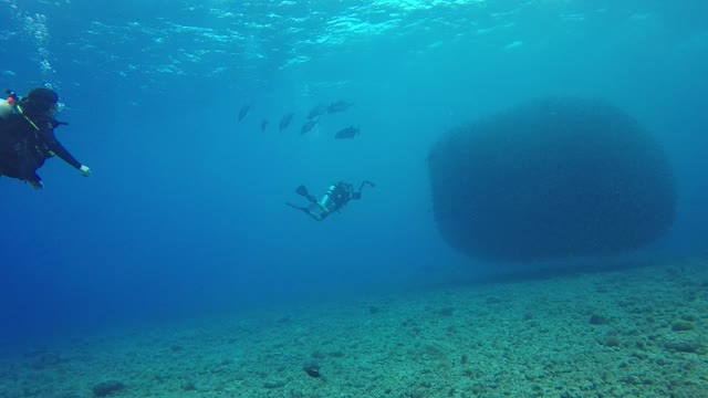 Thousands of mackerel fish swam glittering like huge balls 30 meters in diameter