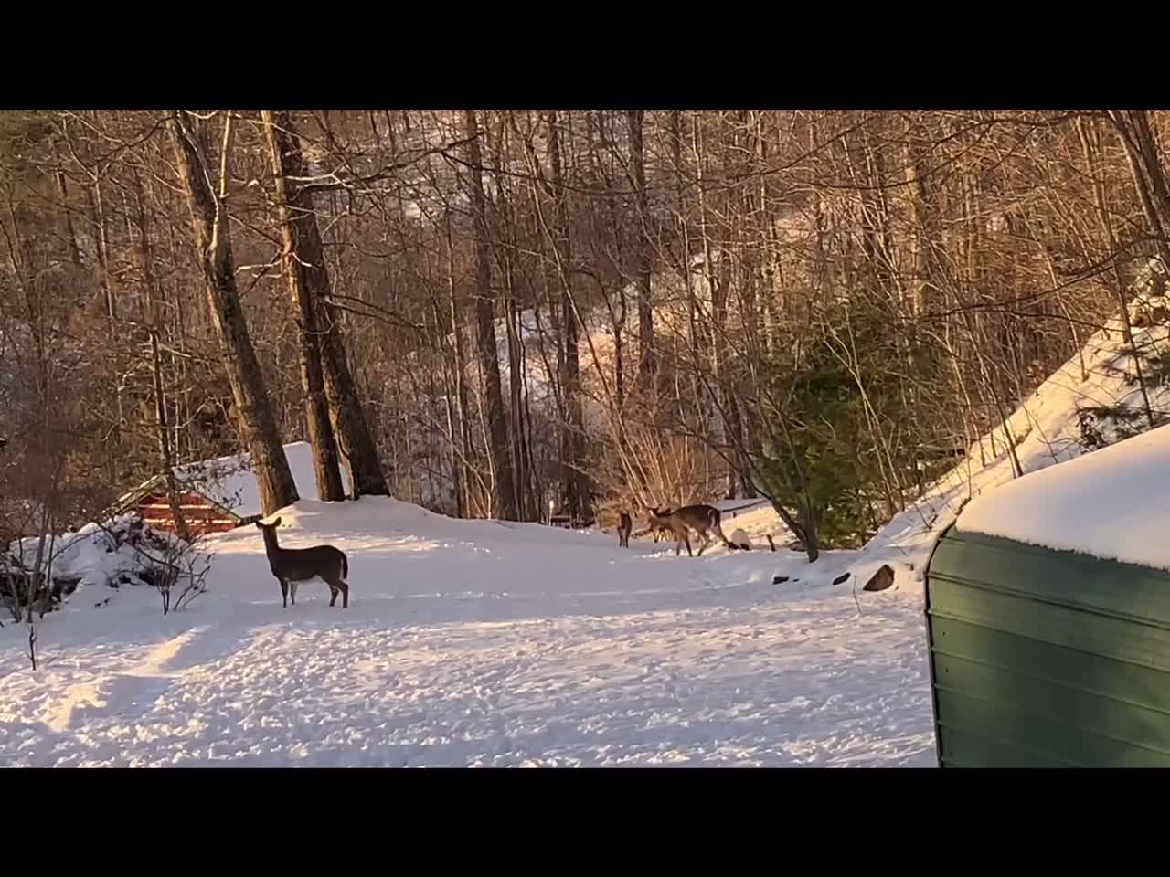 North Carolina High Country God’s country One antlered buck Three doe ✝️ 🇺🇸