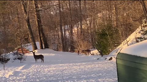 North Carolina High Country God’s country One antlered buck Three doe ✝️ 🇺🇸